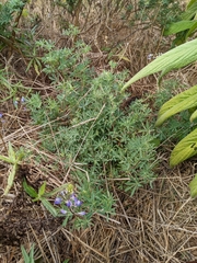 Lupinus albifrons