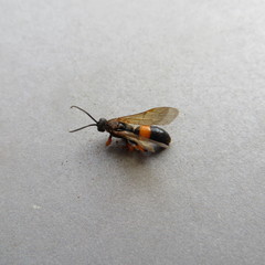 Ichneumon lotatorius