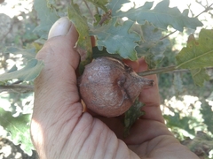 Andricus quercustozae