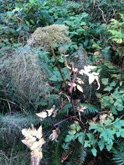 Angelica genuflexa