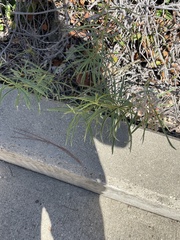 Asclepias fascicularis