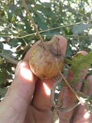 Andricus quercustozae