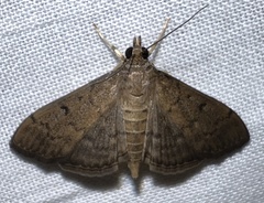 Herpetogramma phaeopteralis