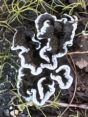 Phellodon niger