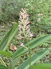 Alpinia