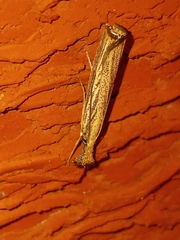 Agriphila vulgivagellus