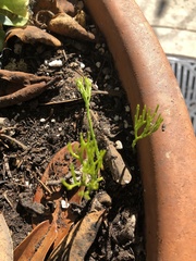 Psilotum nudum