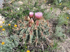 Ferocactus latispinus