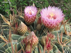 Ferocactus latispinus