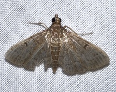 Herpetogramma phaeopteralis