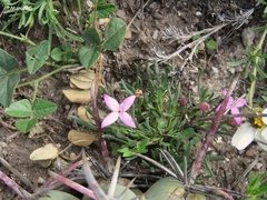 Houstonia rubra