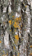 Xanthomendoza fallax