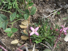 Houstonia rubra