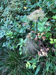 Angelica genuflexa