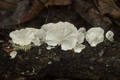 Trametes versicolor