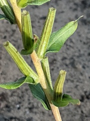 Oenothera clelandii