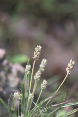 Plantago nivea