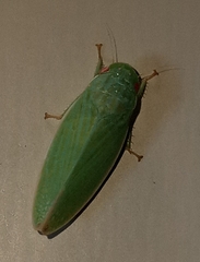 Gyponini