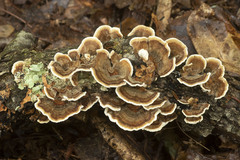 Trametes versicolor