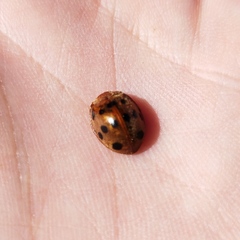 Epilachna tredecimnotata