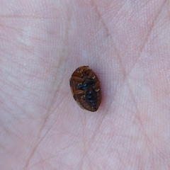 Epilachna tredecimnotata