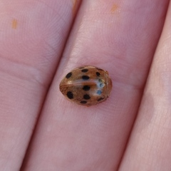 Epilachna tredecimnotata