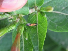 Neoheliodines arizonense