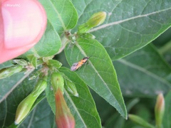 Neoheliodines arizonense