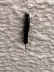 Theretra oldenlandiae