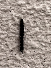 Theretra oldenlandiae