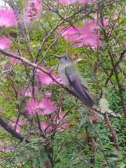 Eupetomena cirrochloris