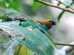 Tangara cyanoventris