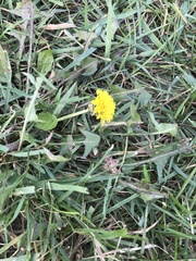 Taraxacum
