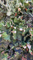 Peltigera aphthosa