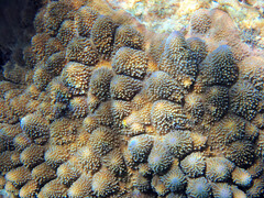 Acropora monticulosa