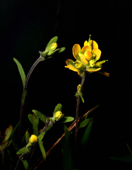 Castilleja kraliana