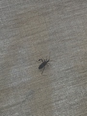 Leptoglossus clypealis