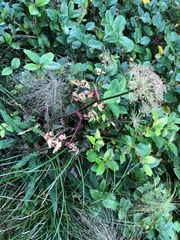 Angelica genuflexa