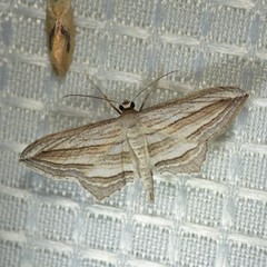 Arcobara multilineata