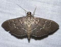 Pilocrocis ramentalis