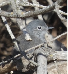 Polioptila californica