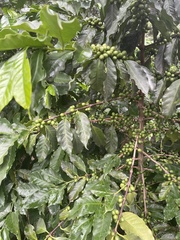 Coffea arabica