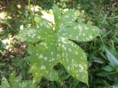 Podosphaera macularis