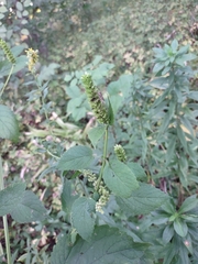 Agastache nepetoides