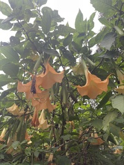 Brugmansia aurea