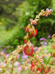 Rumex tuberosus creticus
