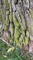 Chrysothrix candelaris