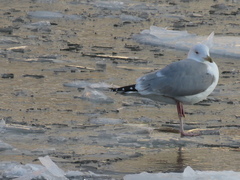 Larus argentatus