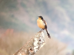 Donacobius atricapilla