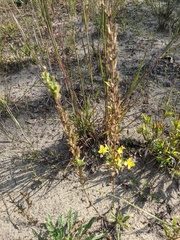 Oenothera clelandii